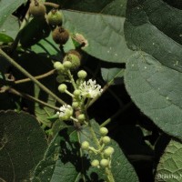 Croton laccifer L.